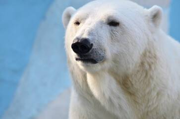 Wall Mural - polar bear portrait