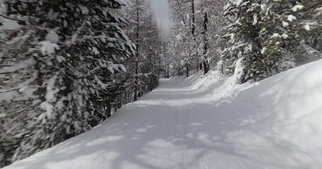 Wall Mural - Skiing down a slope in snowy woods