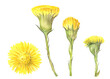 Set of flowers tussilago in Watercolor