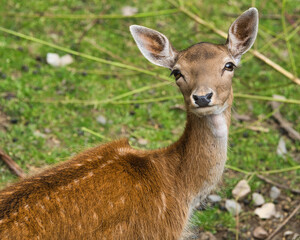 Wall Mural - A small brown deer looking in the camera with the green grass in the blurred background