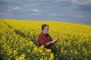 Wall Mural - Farmer or agronomist  inspecting quality of canola plants in field and typing to  mobile phone, oil rape in spring