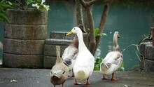 Group Of Ducks Waddling Towards Pond