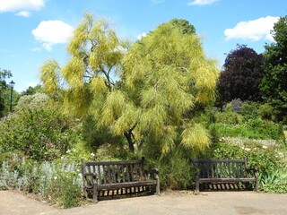 Decorative various trees and shrubs with two benches in a london park