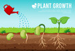 Tree growth planting trees that sprout from agricultural seeds become a big seedling