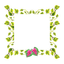 Caladium, Epipremnum Tropical Floral Flower Leaf Template Frame Watercolor Painting Illustration Design Card Background Wedding Invitation Decoration Art Pattern