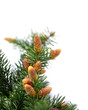 Fir buds on branches of spruce tree macro on white background. spring season. Blossom fresh young fir buds, covered yellow pollen - healthy drug in alternative medicine