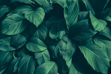  tropical foliage, dark green nature background