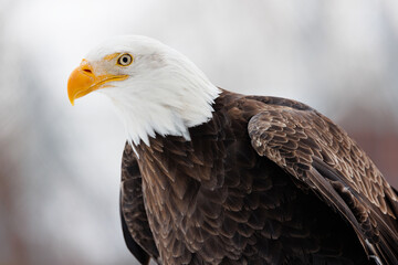 Canvas Print - Profile of an American Bald Eagle shot in winter with a white bokeh background