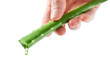 Aloe vera leaf with juice drop in human hands isolated over white background. Natural ingredient for herbal beauty product, cosmetology, dermatology, naturopathic medicine.