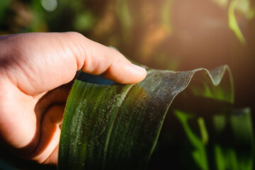 Asian female farmer inspects corn leaves in a field for insect pests. Many pests and diseases are detrimental to corn. close up