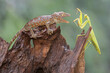 A young tokay gecko ready to prey on a young praying mantis on dry wood. This reptile has the scientific name Gekko gecko. 