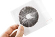 Spore Print Mycology and Mushrooms as Medicines