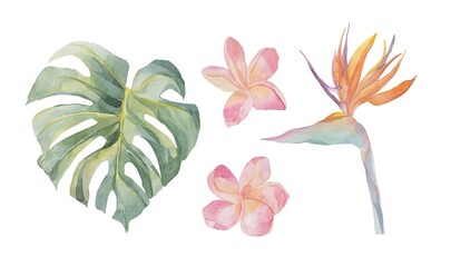 Wall Mural - Watercolor tropical exotic watercolor strelitzia, plumeria, monstera. Object isolated on white