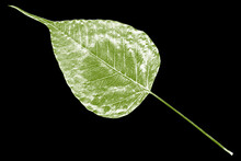 Illustration Leaf In Green And White On Black Background