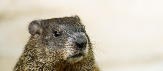 baby groundhog closeup headshot.