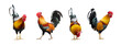 Set of colorful free range male rooster in different pose cut out and  isolated on white background.
