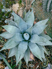 A Huge Succulent Among Other Plants Growing In The Desert