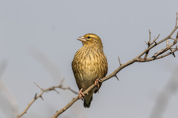 Wall Mural - Female Red Bishop