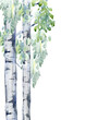 Birch tree.Deciduous tree.Watercolor hand drawn illustration.White background.	
