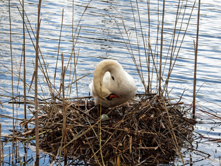 The Mute swan (cygnus olor) standing next to its nest with visible big and greenish egg surrounded with dry grass in breeding season