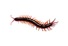 Isolated Giant Centipede On White Background. Various Characteristics Of Centipedes, Poisonous Animals.