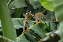 Squirrel Monkey (Saimiri Cassiquiarensis)  In Amazon Rainforest Peru