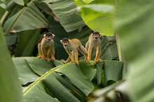 Squirrel Monkey (Saimiri Cassiquiarensis) Family In Amazon Rainforest Peru