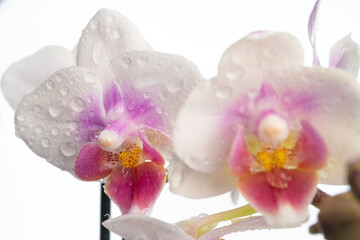  Phalaenopsis orchid. Orchid flower. close-up, isolated background. Place to copy.