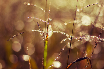 Wall Mural - drops of dew on the grass