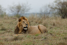 Male Lion Resting On The Savannah