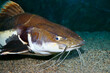 Red-tailed catfish in the aquarium. Close up