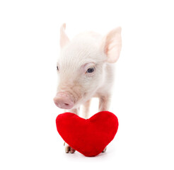 Canvas Print - Little pink pig with heart.