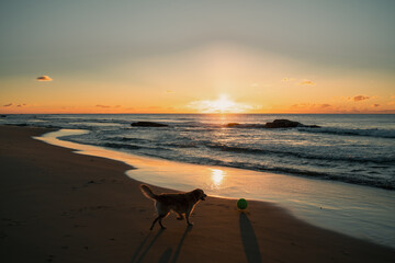 Wall Mural - Golden retriever dog playing with ball on beach