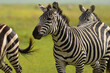 Running zebras