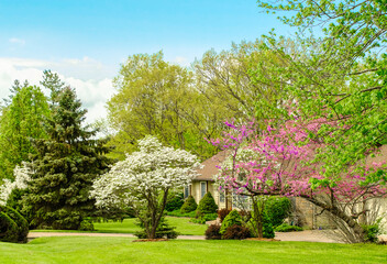 View of Midwestern front yard in spring; blooming trees in foreground; ranch style house behind trees; blue sky in background