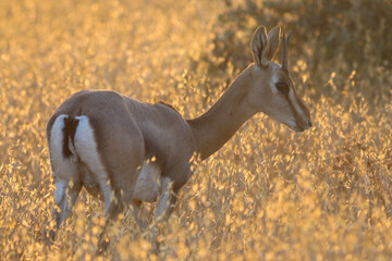 Wall Mural - Gazelle looking after enemies an early morning in Serengeti, Tanzania Africa. High quality photo