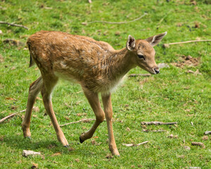 Poster - A small brown deer walking in the green grass of the park