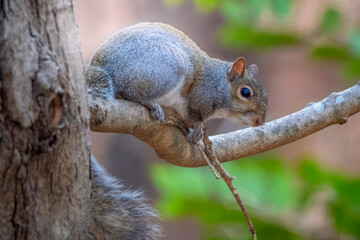 Wall Mural - An Eastern Gray Squirrel rests on a tree limb. Raleigh, North Carolina.