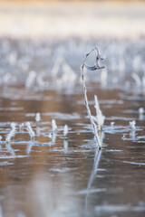 Sticker - Icing on a plant in a flooded meadow.