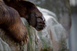 Detail of the front paws of a brown bear resting on a rock