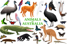 Vector Set Of Australian Animals, Birds, Reptiles, Insects And Reptiles.