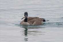 Canadian Goose Has Caught A Large Fish While Swimming In The Lake