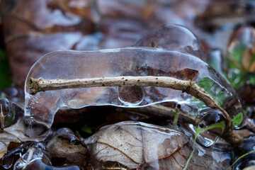 Poster - Frozen branch in drops of water.