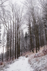 Poster - Dust snow and on a forest road in winter.