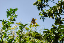 Butterfly On Key Lime Tree Bud