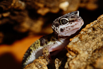 Poster - A closeup of a lizard on the wood looking attentively at something