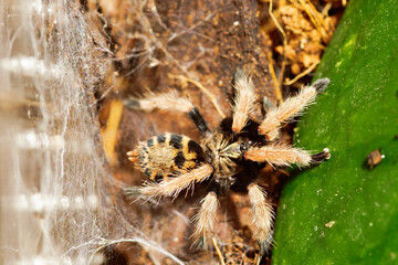 A closeup shot of a tarantula spider on the ground