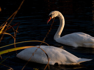 Poster - A closeup of two mute swans by the lakeshore