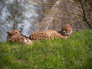 Canvas Print - A closeup of two cheetahs in the wild