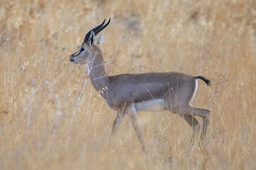 Wall Mural - Gazelle looking after enemies an early morning in Serengeti, Tanzania Africa. High quality photo